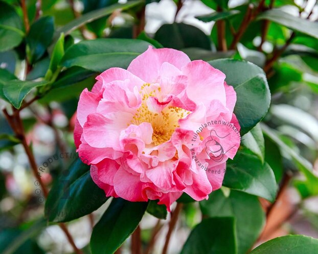 Camellia japonica 'Nuccio's Jewel'