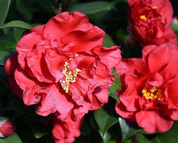Camellia japonica 'Barbara Morgan'