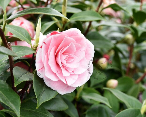 Camellia japonica 'Bonomiana'
