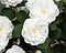 Camellia japonica 'Nuccio's Gem' Foto 2