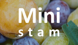 Mini pruimenboom image