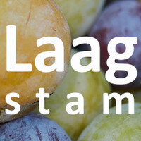 Pruimenboom laagstam