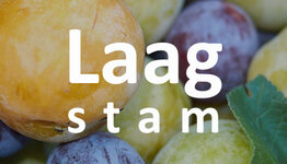 Pruimenboom laagstam image
