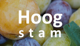 Pruimenboom hoogstam image
