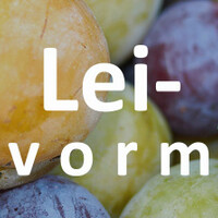 Lei pruimenboom