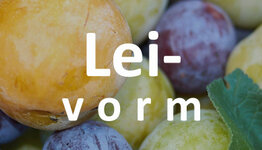Lei pruimenboom image
