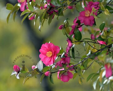 Camellia sasanqua 'Kanjiro'