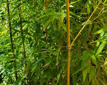Phyllostachys aurea
