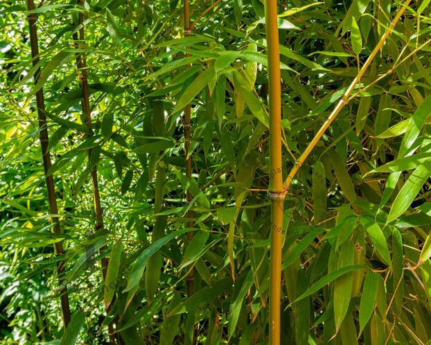 Phyllostachys aurea