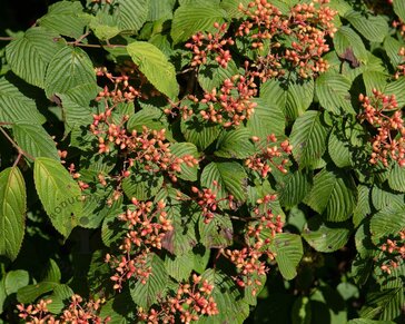 Viburnum plicatum 'Cascade'