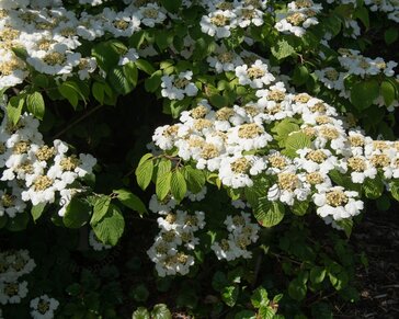 Viburnum plicatum 'Cascade'