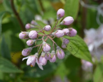 Deutzia x hybrida 'Mont Rose'