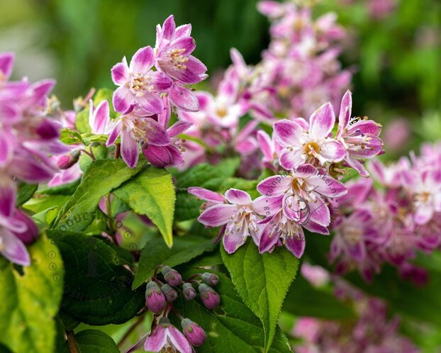 Deutzia scabra 'Strawberry Fields'