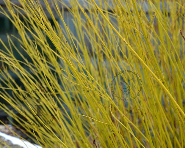 Cornus sericea (stolonifera) 'Flaviramea'