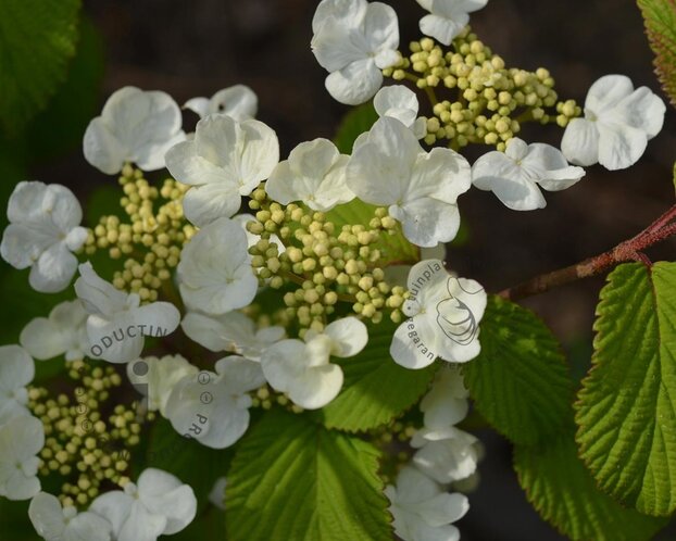 Viburnum plicatum 'Mariesii'