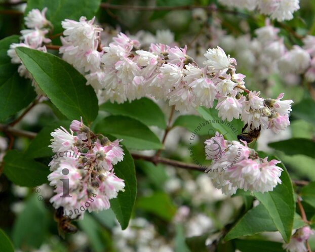 Deutzia scabra 'Plena'