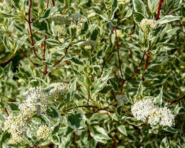 Cornus alba 'Elegantissima'