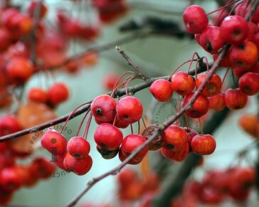 Malus 'Red Sentinel' - bonsai in schaal