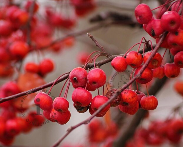 Malus 'Braendkjaer' - bonsai in schaal
