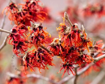 Hamamelis x intermedia 'Diane'