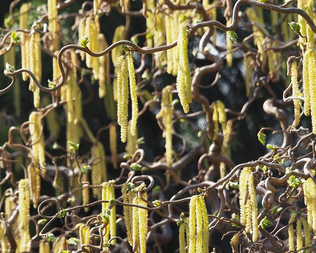 Corylus avellana 'Contorta'