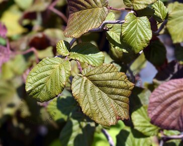 Corylus avellana 'Red Majestic'