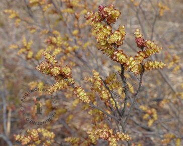 Myrica gale