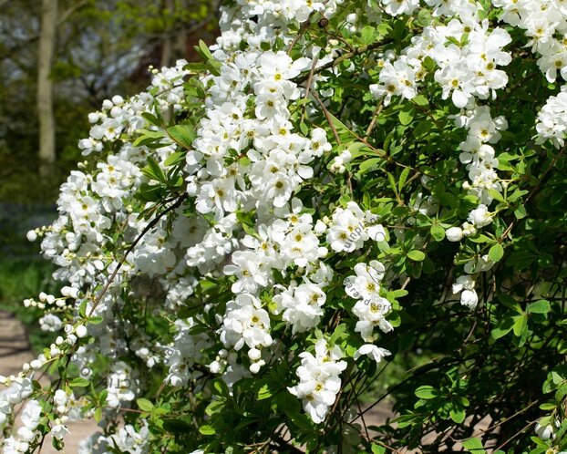 Exochorda x macrantha 'The Bride'