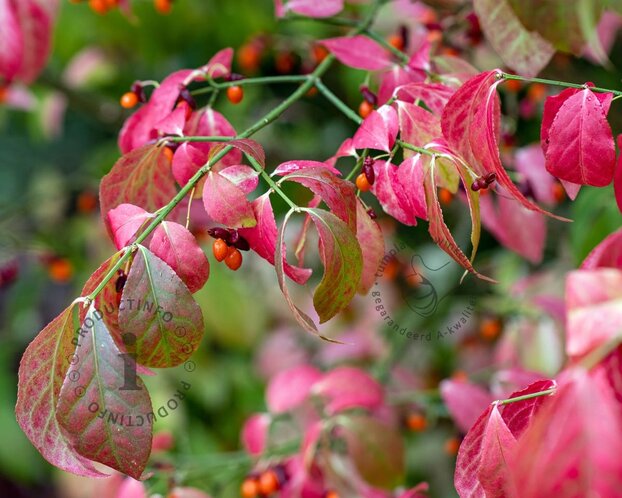 Euonymus alatus