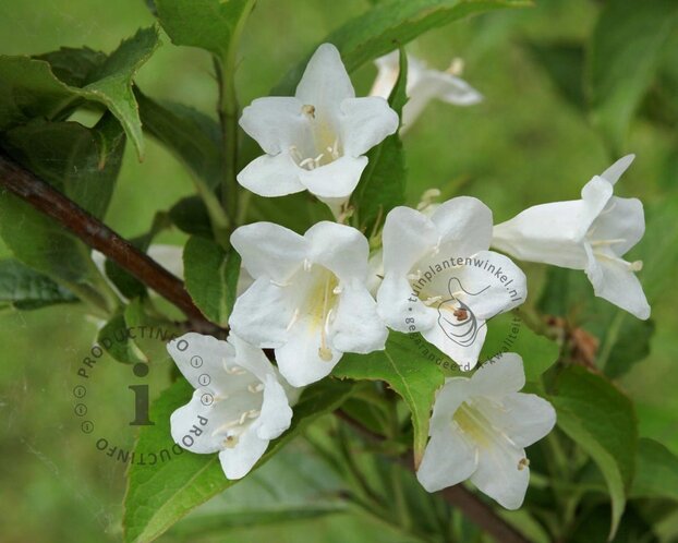 Weigela 'Candida'