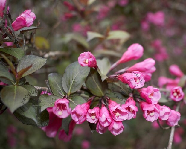 Weigela 'Naomi Campbell'
