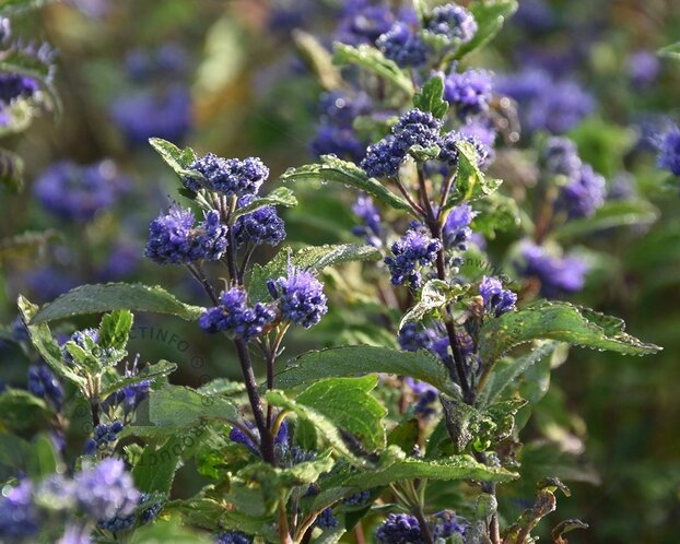 Caryopteris x clandonensis 'Grand Blue'