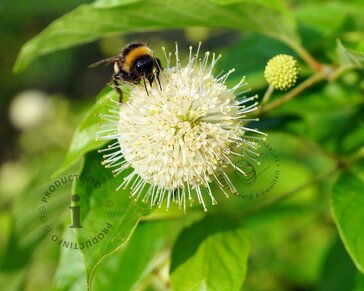 Cephalanthus occidentalis