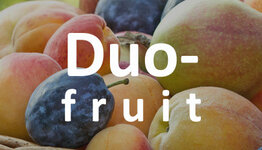 Duo fruitboom image