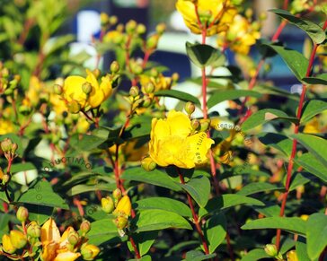Hypericum 'Hidcote'