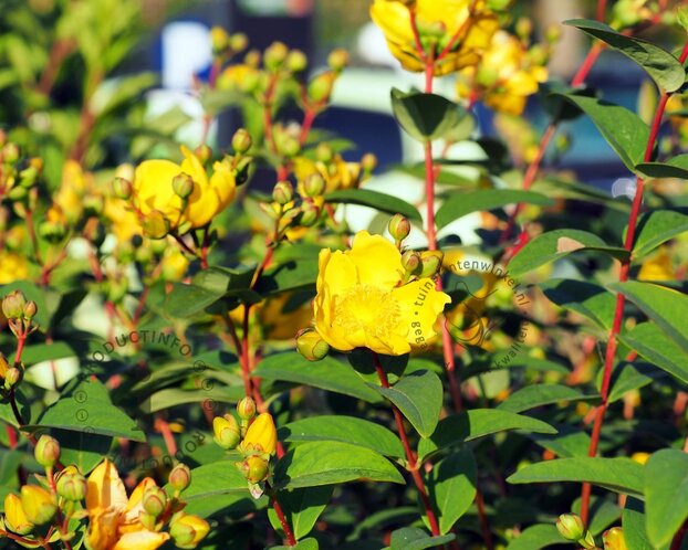 Hypericum 'Hidcote'