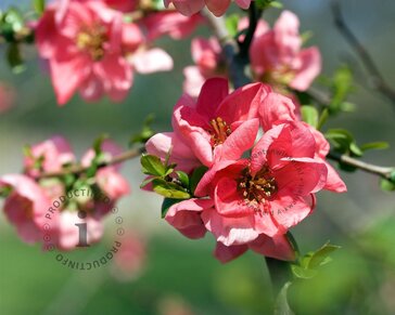 Chaenomeles x superba 'Pink Lady'