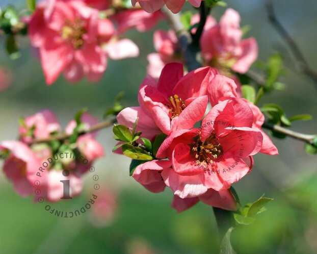 Chaenomeles x superba 'Pink Lady'