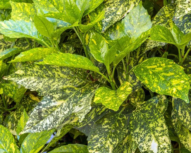 Aucuba japonica 'Golden King'