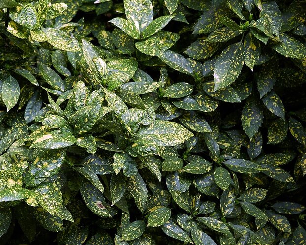 Aucuba japonica 'Variegata'