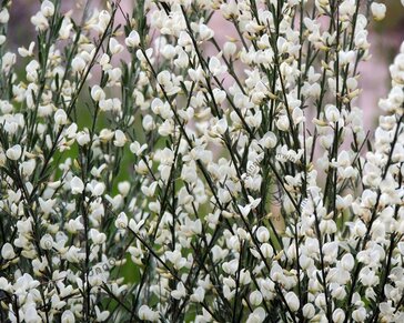 Cytisus praecox 'Albus'
