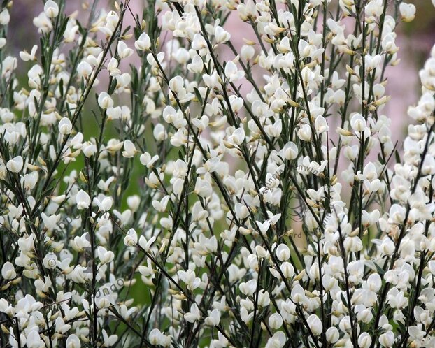 Cytisus praecox 'Albus'