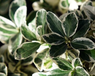 Euonymus japonicus 'Kathy'