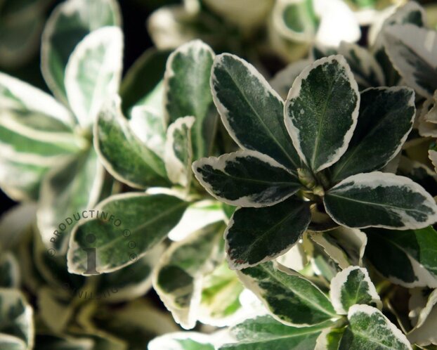 Euonymus japonicus 'Kathy'