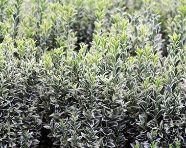 Euonymus japonicus 'Microphyllus Albovariegata'