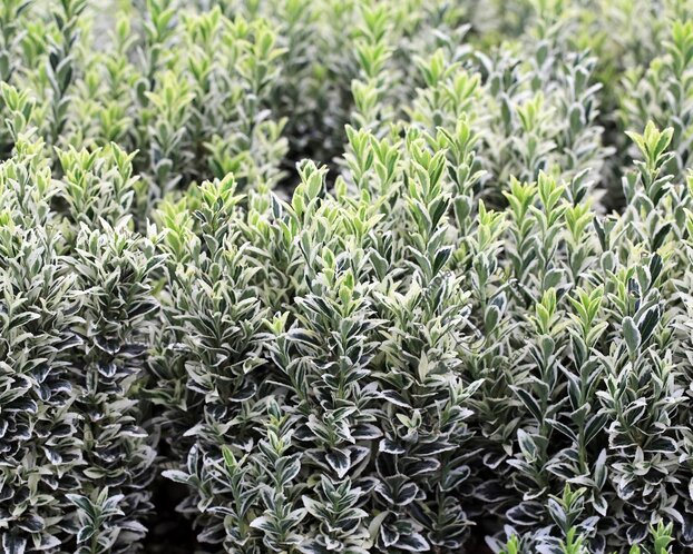 Euonymus japonicus 'Microphyllus Albovariegata'