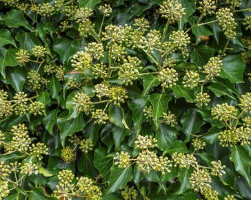 Hedera colchica 'Arborescens'
