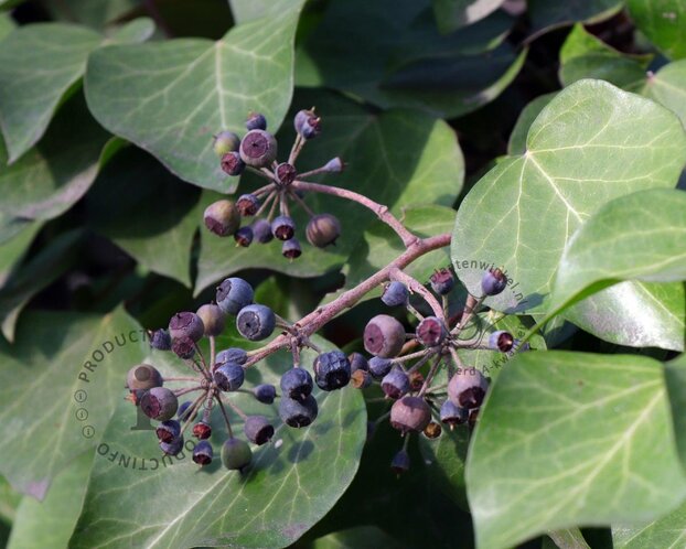 Hedera colchica 'Arborescens'