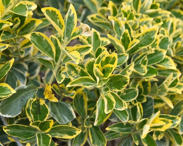 Euonymus japonicus 'Marieke'