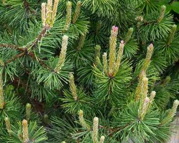 Pinus mugo var mughus
